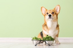 Cute Corgi dog with herbs and vegetables near color wall