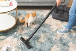 Owner cleaning carpet messed by cat