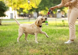 Woman playing with Labrador in park on summer day