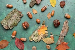 Tree bark, acorns, chestnuts and leaves on color background, closeup