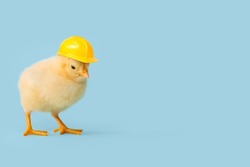 Funny little chick in hardhat on light blue background