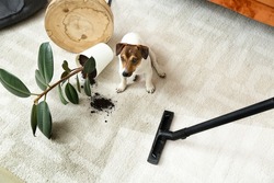 Owner vacuuming carpet after naughty dog