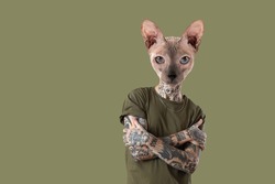 Cool Sphynx cat with tattooed human body on color background