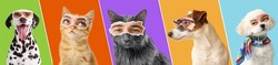 Collage of cute dogs and cats with human eyes on colorful background