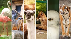 Collage with many different wild animals