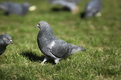 Pigeons on green grass outdoors