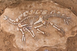 excavations of dinosaur. The remains of the skeleton found