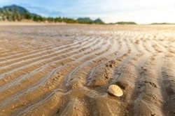 limpet in the sand, shell on the sand surfaces, limpet on the sand in morning time, Animal in the sand beach nature.