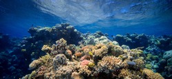 Coral Barrier Reef