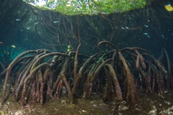 Mangrove Underwater ecosystem