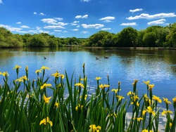 Beautiful lake view with blue sky reflection on water and yellow Iris in front, Epping Forest Connaught Water , north London, England.