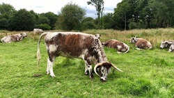 Cows English longhorn cattle Epping Forest England