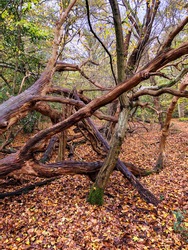 Autumn forest in Epping Forest, Chingford London
