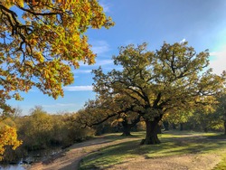 Epping Forest Autumn landscape view with big oak tree. High quality photo