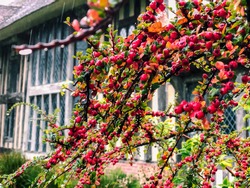 Twigs and bright red berries of Cotoneaster horizontals with leaves, drop of water and a 15 century house background. High quality photo