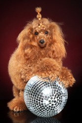 Young Dwarf Poodle dog posing on disco party ball on dark-red background