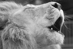 Black and white lion screaming