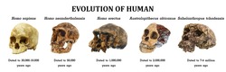 Evolution of human skull ( Sahelanthropus tchadensis . Australopithecus africanus . Homo erectus . Homo neanderthalensis . Homo sapiens ) .