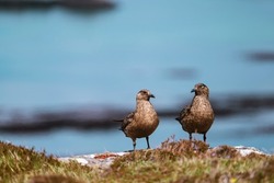 Two great skuas (Stercorarius skua)  sitting together, Treshnish Isles, Scotland