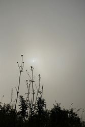 Closeup silhouettes of a plants and flowers on a blurred misty and foggy background with blurred sun on the sky