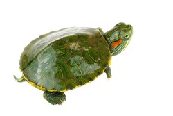A small green turtle with a shell. Isolated on white background.