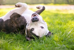 A happy Pit Bull Terrier mixed breed dog rolling in the grass