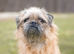A Brussels Griffon/Pug mixed breed dog with a grumpy expression