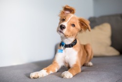 A cute red and white mixed breed puppy lying on a couch and listening with a head tilt