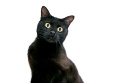 A wide eyed black shorthair cat with dilated pupils and a surprised expression