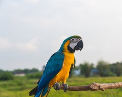Colorful  Macaw  Parrot  standing  on  wooden  perch  with  nature  blurry  background