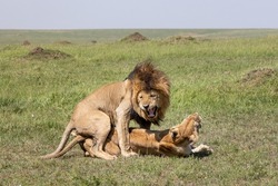 Lions Mating in Maasai Mara National park.