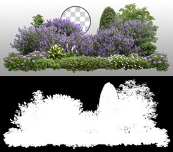 
Flower Hedge isolated on transparent background via an alpha channel of great precision. Garden design. Lilacs flowers and green plants for landscaping. High quality cutout.