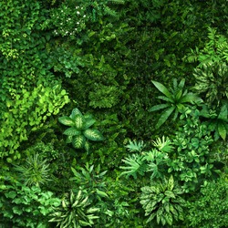 Vegetative background from leaves and plants. Lush, natural foliage. Green vegetation backdrop. Top view of a bed of green plants background. High quality image for professionnal compositing.