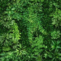 Vegetative background from leaves and plants. Lush, natural foliage. Green vegetation backdrop. Top view of a bed of green plants background. High quality image for professionnal compositing.