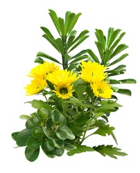 Cutout yellow flowers. Flower bed isolated on white background. Bush for garden design or landscaping. High quality clipping mask.