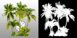 Cut out palm grove. Palm tree isolated on transparent background via an alpha channel. Coconut tree. High quality image for professional composition.