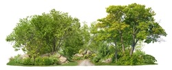 Coniferous forest pathway.
Cutout trees isolated on white background. Forest scape with trees and bushes among the rocks. Tree line landscape summer.