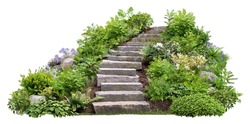 Cut out stairs made of large stone steps. Staircase lined with green plants for landscaping or garden design. Rock steps isolated on white background.