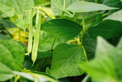closeup of green beans growing on bush in vegetable garden. Selective focus