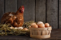 red laying hen in nest made of dry straw inside a wooden chicken coop and basket full of eggs near