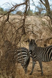 Elephants and Zebras in the Tarangire National Park, Tanzania