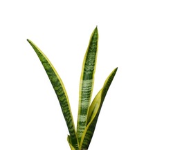 Sansevieria laurentii (Dracaena trifasciata, mother-in-law's tongue, snake plant) on a white background.