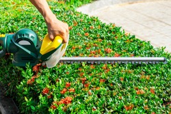 Man hand holding and using hedge trimmer machine for bush trimming. Shrub pruning, gardening and cutting concept. Home and garden concept.