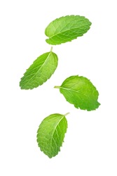 Peppermint leaves (Mint leaf) flying in the air isolated on white backgrond.