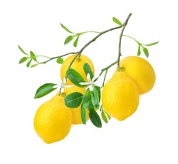 Lemon with green leaves and flower on tree branch isolated on white background. 