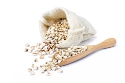 Job's tears (Adlay millet or pearl millet) in sack bag and wooden scoop isolated on white background.