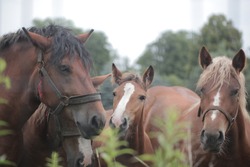 Group of brown horses father, mother and baby, holding heads close together, with vintage leather harness, behind green plants, outdoors on a sunny summer day in Poland