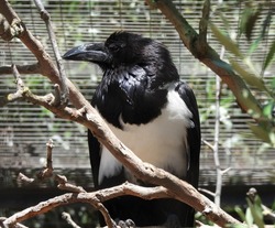 The white-necked raven (Corvus albicollis)
