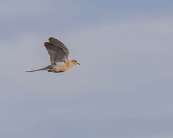A Mourning Dove in flight  glows golden from the setting sun.