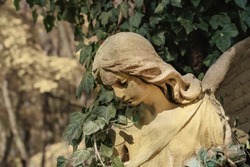 Old angel statue which has become overgrown with ivy (death concept)